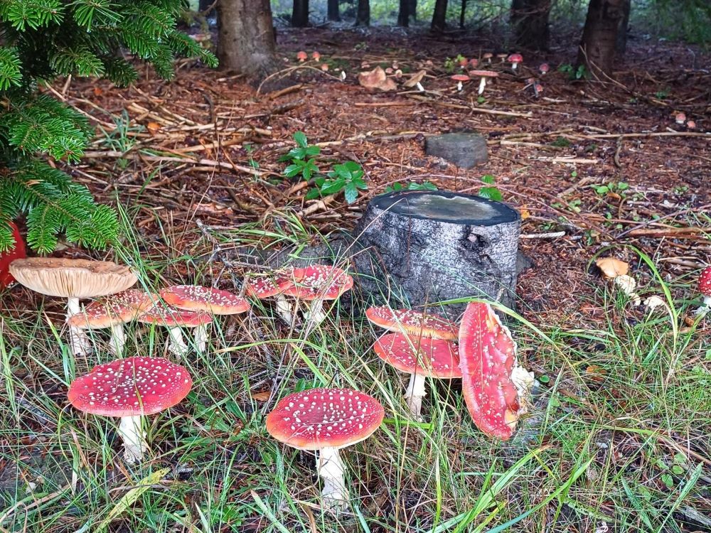 Rood met witte paddenstoelen op de grond van een bosrijke omgeving.